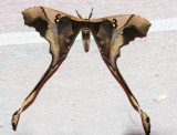 Copiopteryx southonnaxi