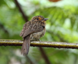 Crescent-chested Puffbird