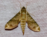 Xylophanes pistacina
