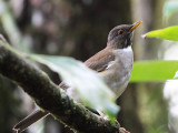 White-necked Thrush