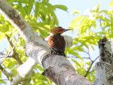 Ringed Woodpecker