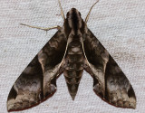 Eumorpha anchemolus
