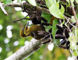 Golden-green Woodpecker