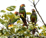 Ochre-marked Parakeet