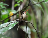 Great-billed Hermit