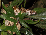 Red-tailed Boa