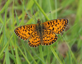 Small Pearl-bordered Fritillary