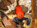 Strawberry poison-dart frog