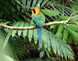 Rufous Motmot