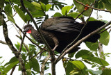 Crested Guan