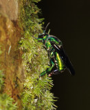 Green Orchid Bee