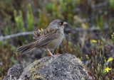 Volcano Junco