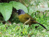 Large-footed Finch 