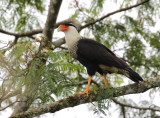 Northern Crested Caracara