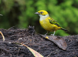 Silver-throated Tanager