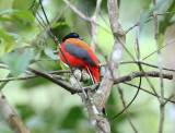 Scarlet-rumped Trogon