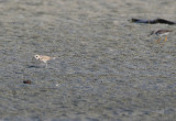 White-faced Plover