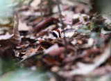 Rail-babbler