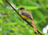 Orange-breasted Trogon