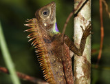 Bells anglehead Lizard