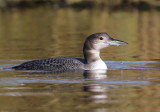 Great Northern Diver