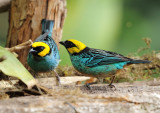 Saffron-crowned Tanager