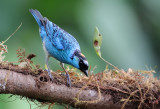 Golden-naped Tanager