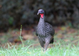 Cauca Guan