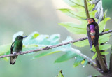 Buff-tailed Coronet and Shining Sunbeam