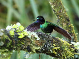 Tourmaline Sunangel