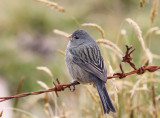 Plain-colored Seedeater