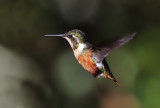 White-bellied Woodstar