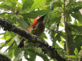 Crimson-mantled Woodpecker