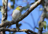 Black-billed Peppershrike