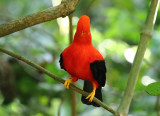 Andean Cock-of-the-rock