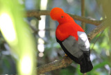 Andean Cock-of-the-rock