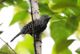 Bar-crested Antshrike