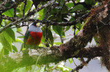 Toucan Barbet