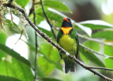 Orange-breasted Fruiteater