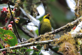 Gold-ringed Tanager