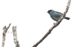 Beryl-spangled Tanager