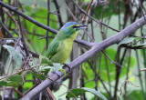 Yellow-browed Shrike-Vireo