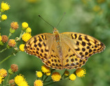 Silver-washed Fritillary