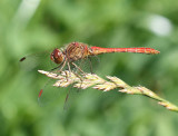 Dragonflies in The Netherlands