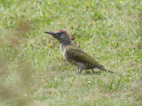 Green Woodpecker (juvenile)