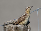 Wryneck