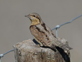 Wryneck