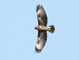 Common Buzzard