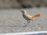 Rufous-tailed Scrub Robin