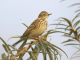 Meadow Pipit